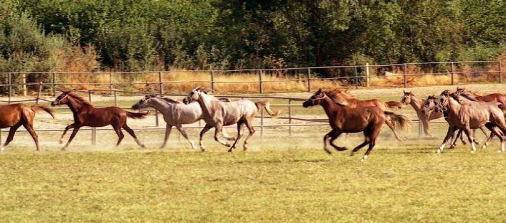 Malatya Sultansuyu Harası