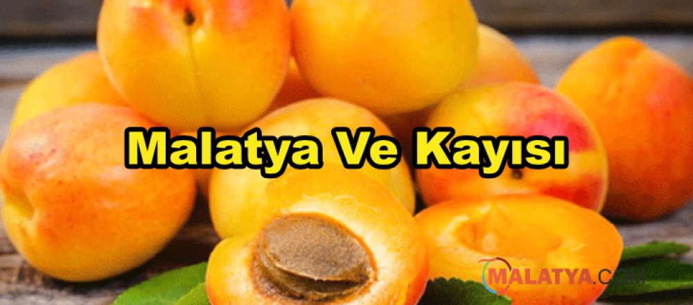 Malatya Ve Kayısı