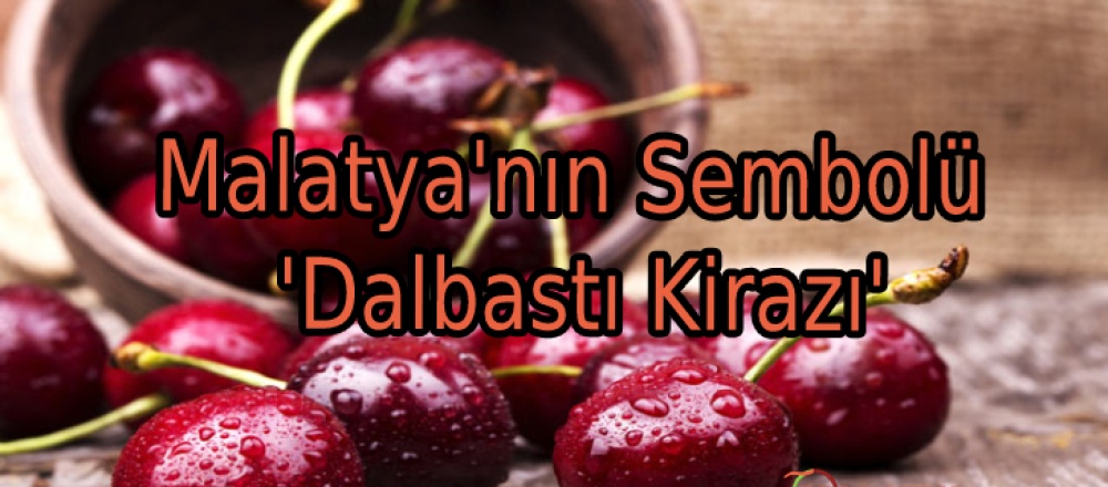 Malatya'nın Sembolü 'Dalbastı Kirazı'