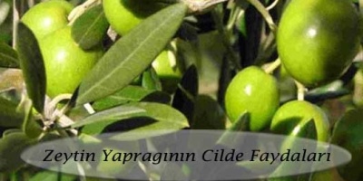 Zeytin Yaprağının Cilde Faydaları