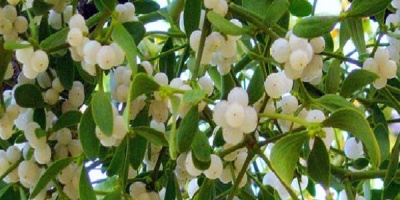 Ökse Otu Kansere İyi Geliyor