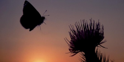 Dünya Böcek Tehditti Altında