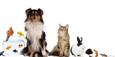 Hayvanların Kan Grupları Farklı mıdır?