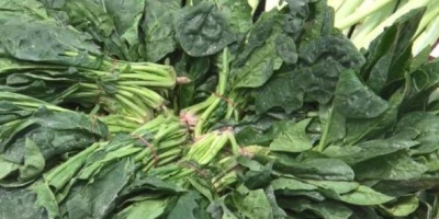 ISPANAĞIN FAYDALARI NEDİR?