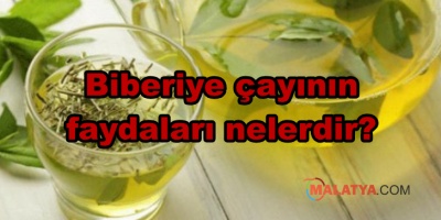 Biberiye çayının faydaları nelerdir?