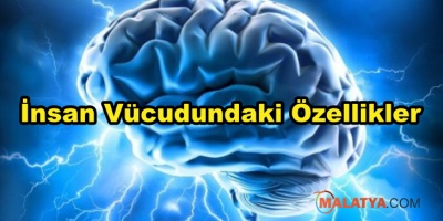 İnsan Vücudundaki Özellikler