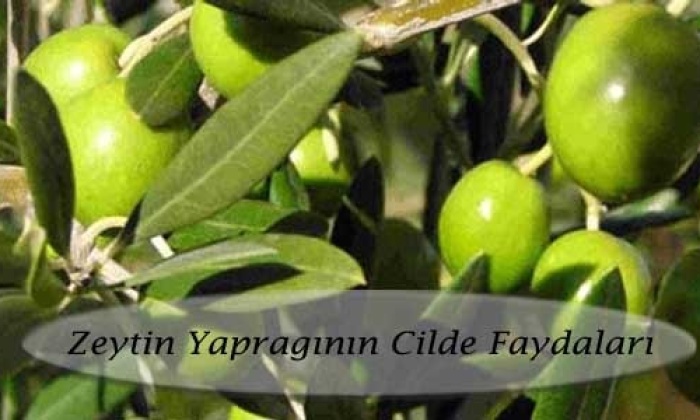 Zeytin Yaprağının Cilde Faydaları