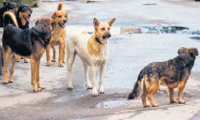 Sokak köpekleri isyan ettirdi!
