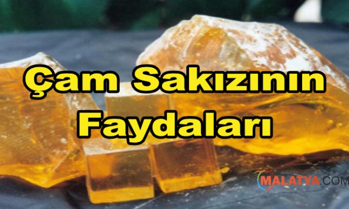 Çam Sakızının Faydaları