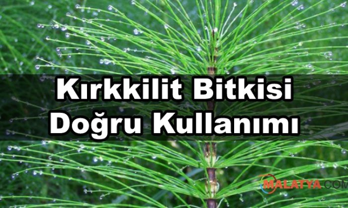Kırkkilit Bitkisi Doğru Kullanımı