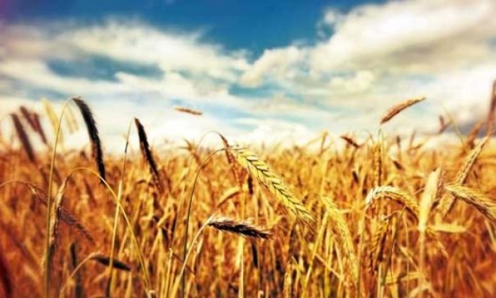 Buğday Nedir? Buğdayın Faydaları