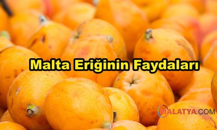 Malta Eriğinin Faydaları