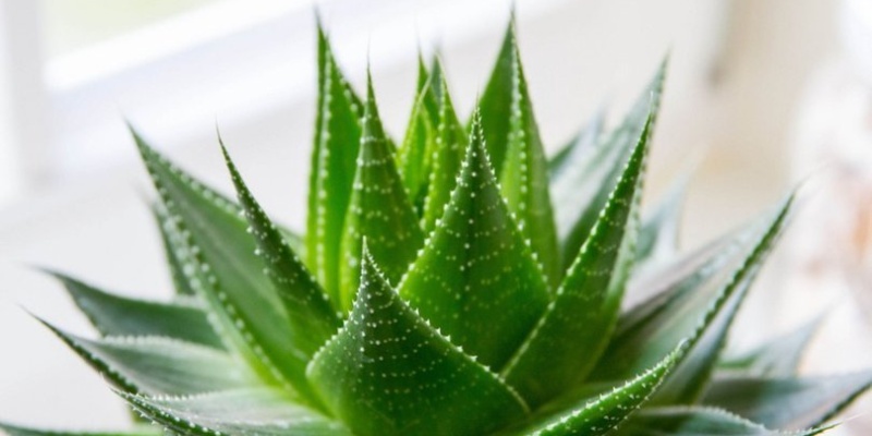 Aloevera’nın İnanılmaz Faydaları