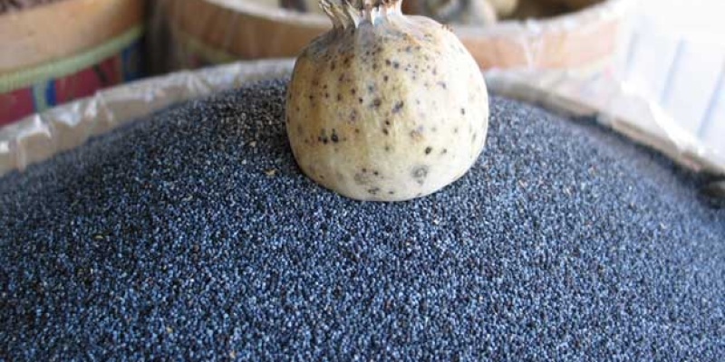 HAŞHAŞ NEDİR? HAŞHAŞIN FAYDALARI VE ZARARLARI NELERDİR?