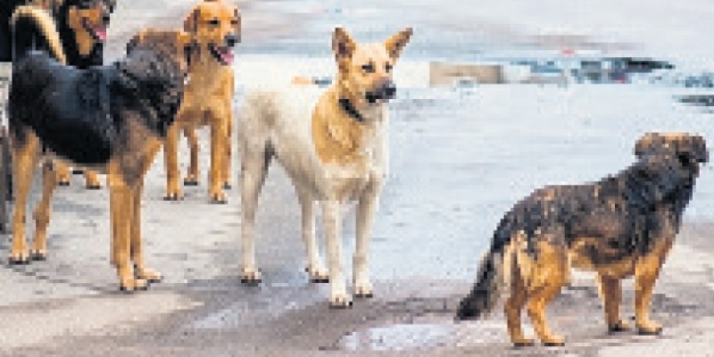 Sokak köpekleri isyan ettirdi!