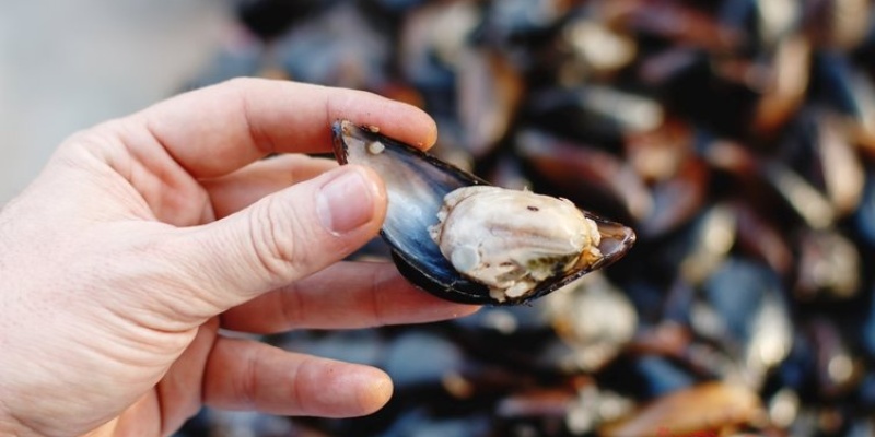 Besinlerle İlgili İlginç Bilgiler