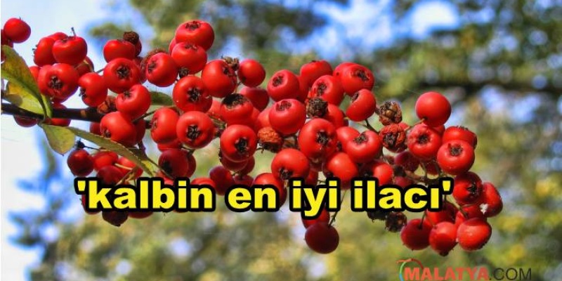 Bu Besin İçin Kalbin En İyi İlacı Diyorlar