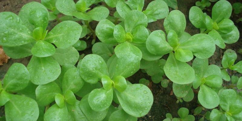 Semizotunun ne gibi faydaları vardır?