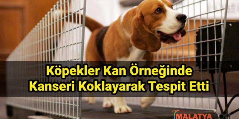 Köpekler Kanseri Koklayarak Tespit Etti