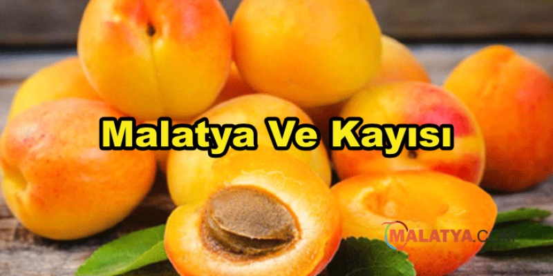 Malatya Ve Kayısı