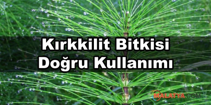 Kırkkilit Bitkisi Doğru Kullanımı