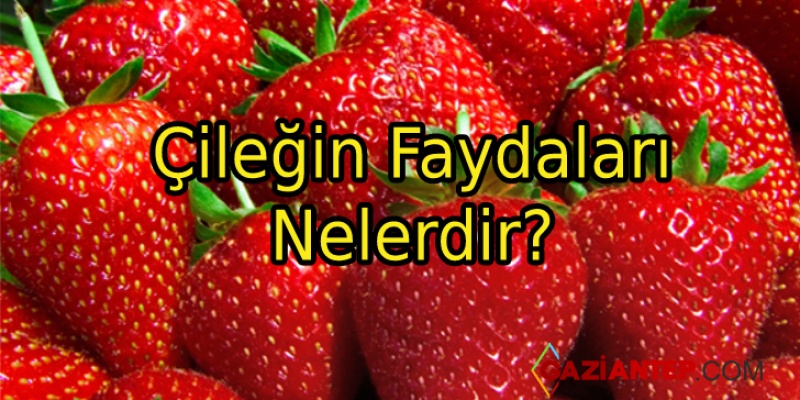 Çileğin Faydaları Nelerdir?