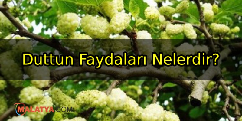 Duttun Faydaları Nelerdir?