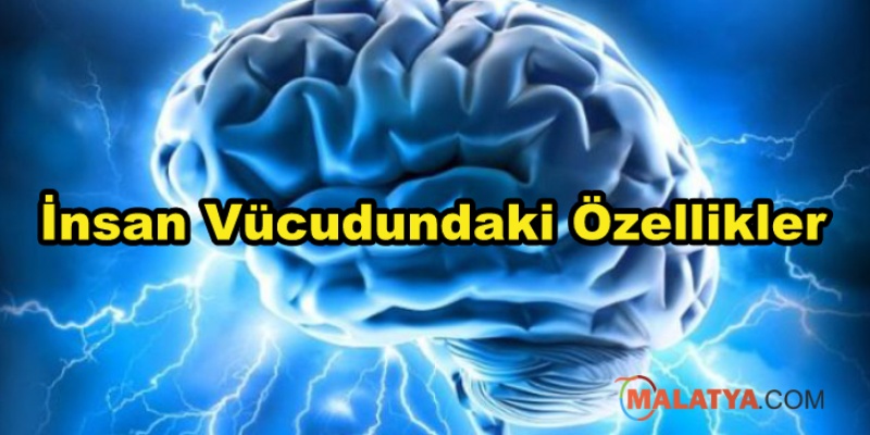 İnsan Vücudundaki Özellikler
