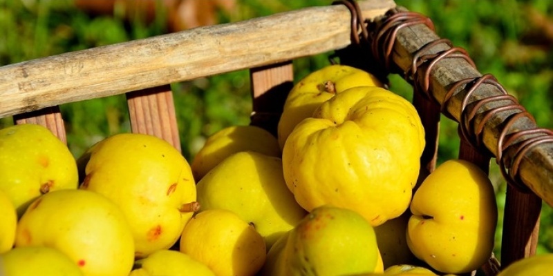 Ayva Kabuğunun Faydaları